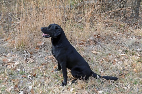 1913 03 15 5730 edited-1