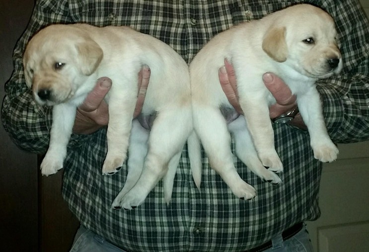 PART951430669965608952014122995193902-1