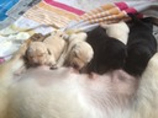 puppies_nursing_128